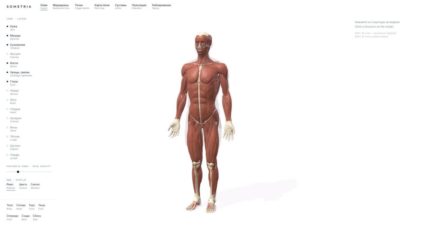 Sometria: Anatomy atlas: website